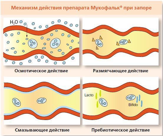 Механизм действия Мукофальк при запоре