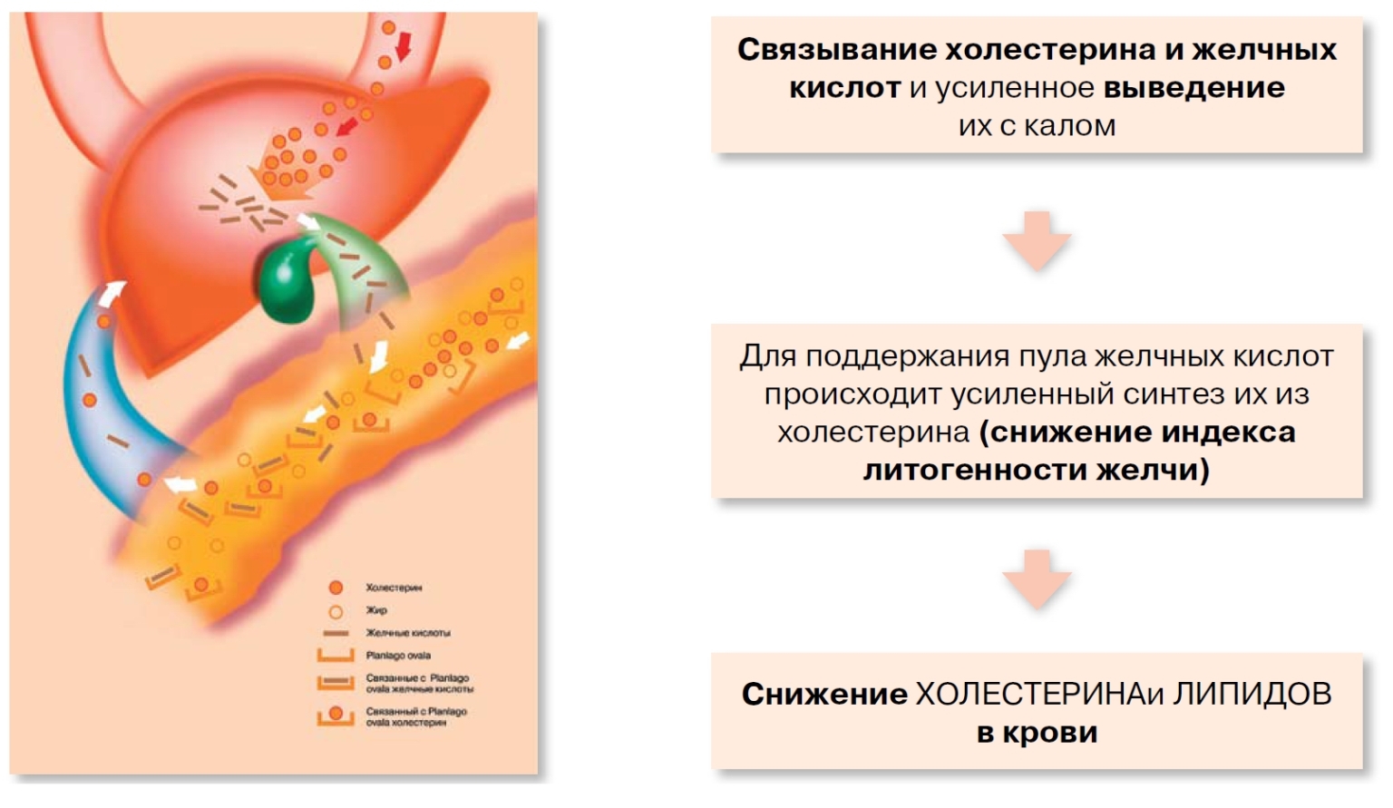 Наследственная гиперхолестеринемия